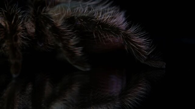 a tarantula shoot in below