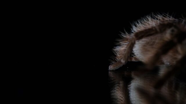 a tarantula shoot in below