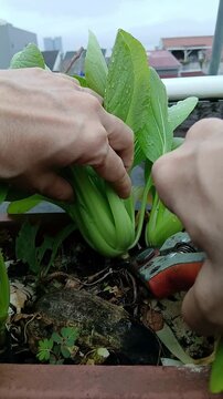 Harvesting Bok Choy From a Potted Plant