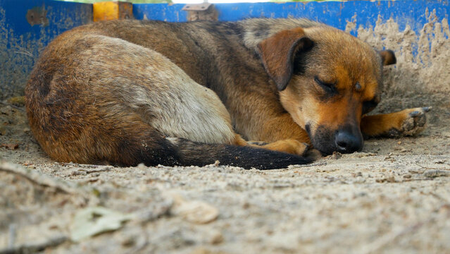 Stray mixed-breed dog sleeping on the ground outdoors. Concept of homelessness among animals, protection of stray pets, compassion, and animal welfare. Urban environment, abandonment, and social