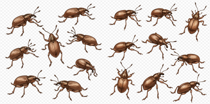 Collection of brown weevil insects in various poses, hand-drawn vector illustration set.