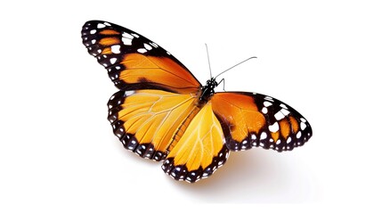 Fototapeta premium Orange butterfly with black and white wings