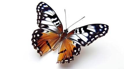 Obraz premium Butterfly with patterned wings