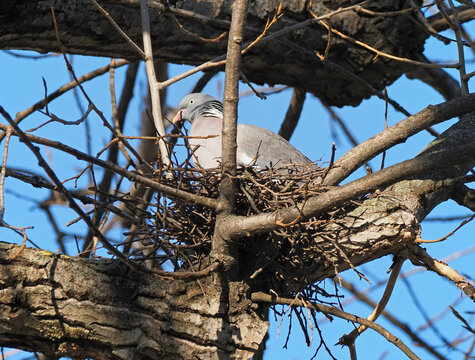 Wood Pigeon (Columba palumbus) on the nest in early spring