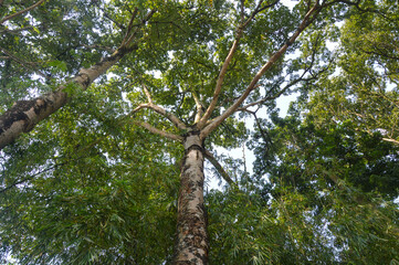Obraz premium Low angle view of tall tropical tree trunk with rough bark texture surrounded by green forest leaves and bamboo foliage against bright sky.