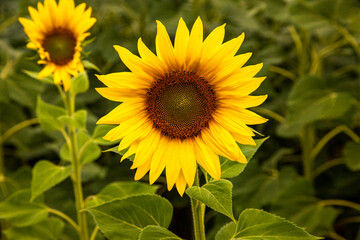 Obraz premium Sunflower on a rural background