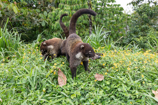 Daytime White-nosed Coati (Nasua narica) foraging in lush green grass and searching for food. San Carlos, Alajuela, Costa Rica.