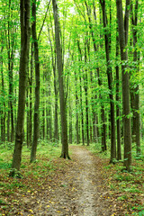 Fototapeta premium Forest trees. Nature green wood sunlight backgrounds