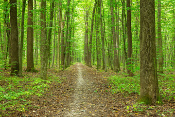Fototapeta premium Forest trees. Nature green wood sunlight backgrounds