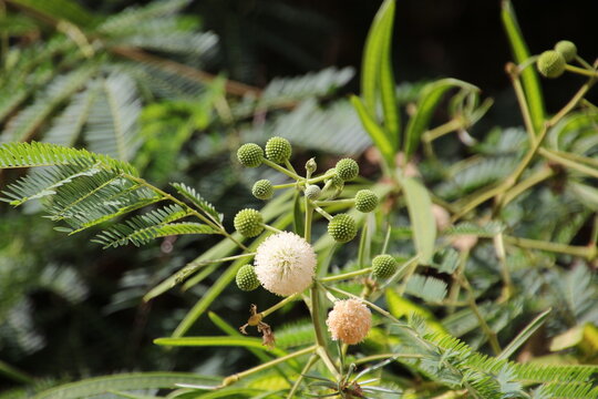 White-headed mimosa, Leucaena leucocephala close up, Malta