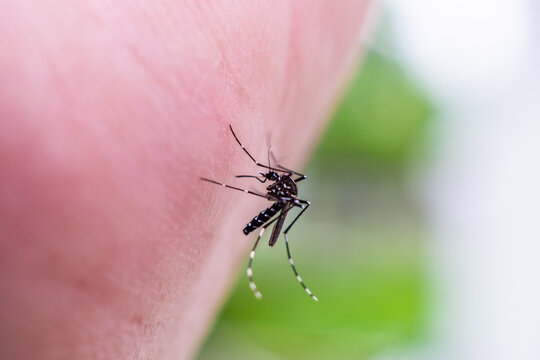 Aedes aegypti mosquitoes on human hand