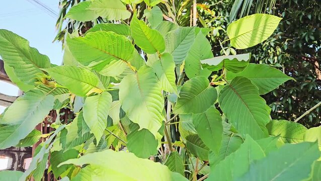 The young shoots of the kratom plant, Mitragyna speciosa Korth, are light green.