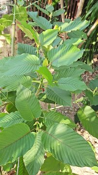 kratom plant, Mitragyna speciosa Korth., can be used medicinally or to increase vitality.
