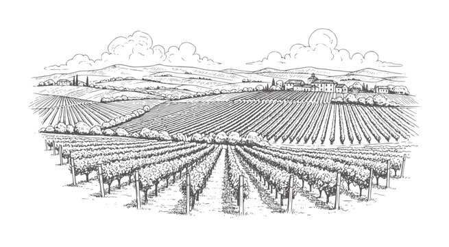 Black and white of rolling vineyard hills with distant village and cloudy sky landscape
