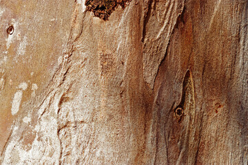 Old Tree Trunk Surface sycamore with Weathered Layers and Abstract Wood Grain Pattern. Aesthetic Nature Raw Beauty, Organic textured wooden background, Macro Photo bark of tropical plant, earthy color © yrabota