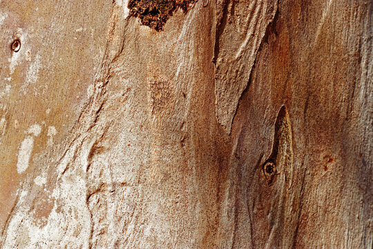 Old Tree Trunk Surface sycamore with Weathered Layers and Abstract Wood Grain Pattern. Aesthetic Nature Raw Beauty, Organic textured wooden background, Macro Photo bark of tropical plant, earthy color