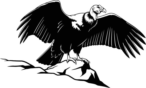 California condor bird perched on a rock with spread wings silhouette isolated on white vector illustration.
