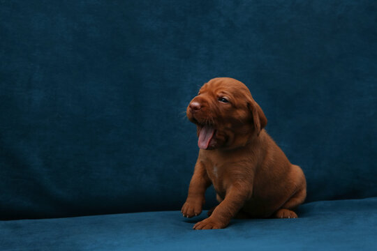 Funny ginger Vizsla puppy yawning on blue velvet background. Small purebred dog portrait. Cute pet showing tongue in studio. High quality studio animal photography with copy space for text ads 