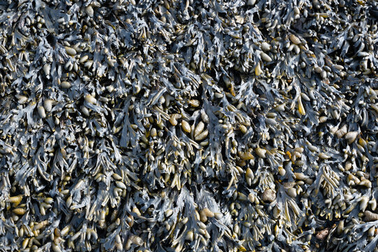 Seaweed at low tide on a quay wall on the North Sea coast