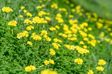 Obraz premium vibrant field of yellow oxalis flowers blooming in a lush green meadow, creating a fresh natural spring background.