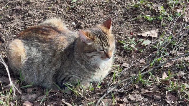 cat in the grass