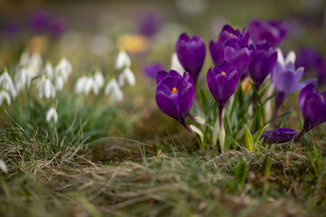 krokusy i przebiśniegi wiosną na leśnej polanie © meegi