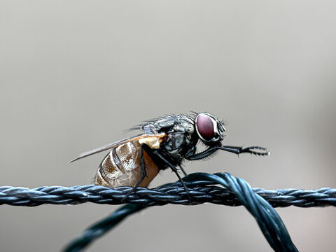 Close up of flies perched on the wire, house flies ( musca domestica )