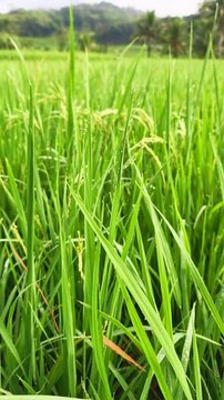 Close up of morning dew on green rice leaves transitioning to a scenic mountain landscape with mist. Ideal for wellness and nature backgrounds.