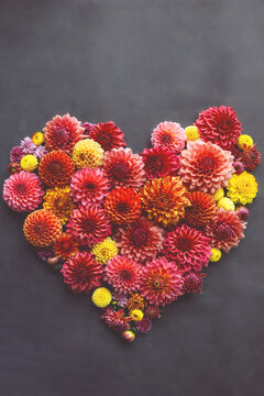 Background with hearte of different pink, orange and yellow Dahlia flowers. Colorful dahlia garden flowers, wallpaper backdrop. Blossoming dalias bloom
