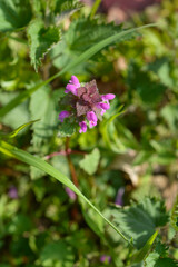 Fototapeta premium A close up shot of purple dead nettle flowers blooming in a green meadow during spring - latin name - Lamium purpureum
