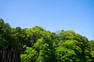 Fototapeta premium 爽やかな公園の新緑と青空