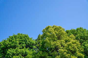 Obraz premium 爽やかな公園の新緑と青空