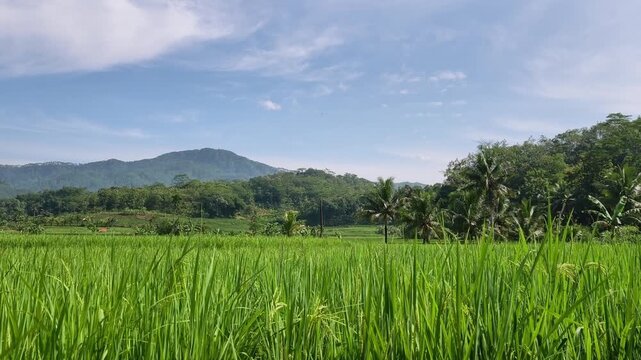 Bright daylight view of a vast rice field with towering palm trees and majestic mountains under a clear blue sky. Symbolizing sustainable farming and nature. Cilacap, Indonesia.