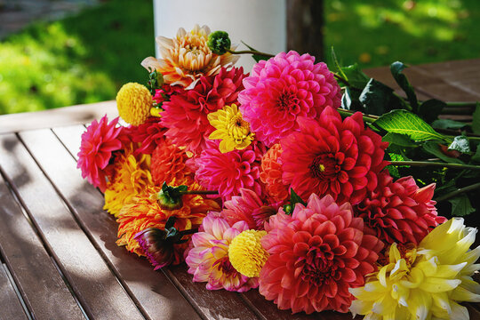 Different pink, orange and yellow Dahlia flowers. Colorful dahlia garden flowers, wallpaper backdrop. Blossoming dalias bloom
