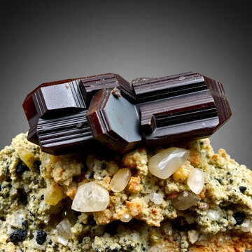 Dark brown geniculate twin crystal of cassiterite on a matrix of muscovite and quartz.
