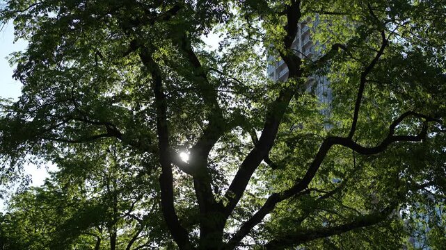北海道札幌大通公園の大木と木漏れ日