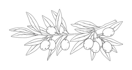 Hand drawn of an olive branch with olives and leaves fruit outline © Mosta