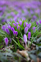 spring crocus flowers