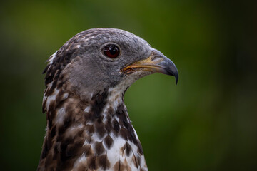 Obraz premium The crested honey buzzard (Pernis ptilorhynchus), also known as the Oriental, Asiatic, or Eastern honey buzzard