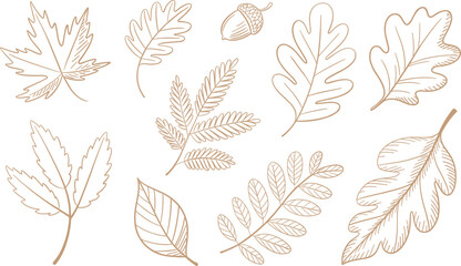 Autumn leaves vector set oak maple acorn botanical outline hand drawn collection illustration © Masum