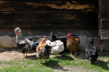kury na wsi © marsad