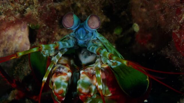 Macro underwater shot of a mantis shrimp watching from its hole. Detailed eye movement highlights one of the ocean&rsquo;s most fascinating animals. Tulamben, Bali, Indonesia.
