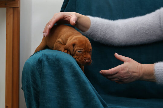 Small ginger Vizsla puppy lying on blue velvet chair with owner hands petting. Cute purebred dog bonding at home. Domestic animal care and trust. High quality studio portrait with copy space