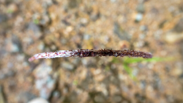 The ear of grain, spikelet bent into an arc under the weight of the dew. Metallic ebb plant, iron ear. Borneo