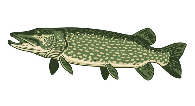 Northern Pike Fish Illustration - Esox lucius Predator Aquatic Animal