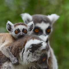 Fototapeta premium Baby ring tailed lemur riding on mother back in natural habitat, family of monkey square