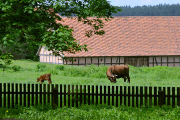 krowy na pastwisku © marsad