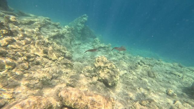 Underwater action shot of common squids exhibiting cooperative behavior over a rocky reef.