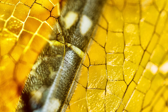 Antlion (Myrmeleon sp.) imagou facial portrait, Large eyes of poisonous flying predator. Neuropterous insect wing net, ultra-macro. Crimea