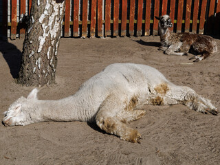 Fototapeta premium Alpaca lying on ground resting on farm outdoors with copy space. Concept of rest, calm, animal welfare, rural life, farming, nature.